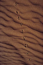 Bird tracks in red sand, Texas