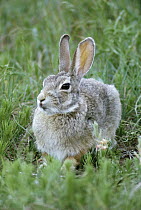 Cottontail Rabbit (Sylvilagus aquaticus), South Dakota
