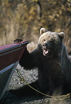 Grizzly Bear (Ursus arctos horribilis) playing at boat's bow, Alaska