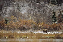 Grizzly Bear (Ursus arctos horribilis) at lakeside, Alaska