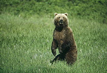 Grizzly Bear (Ursus arctos horribilis) female standing in green grass, Alaska