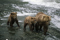 Grizzly Bear (Ursus arctos horribilis) mother leading cubs to fish, Alaska