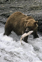 Grizzly Bear (Ursus arctos horribilis) catching salmon, Alaska