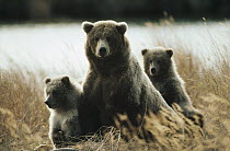 Grizzly Bear (Ursus arctos horribilis) mother and cubs in autumn grass, Alaska
