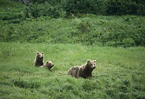 Grizzly Bear (Ursus arctos horribilis) mother and cubs in green grass, Alaska