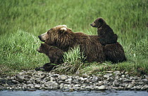 Grizzly Bear (Ursus arctos horribilis) mother and cubs at river's edge, Alaska