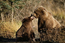 Grizzly Bear (Ursus arctos horribilis) mother and cub arguing, Alaska