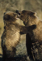 Grizzly Bear (Ursus arctos horribilis) mother and cub arguing, Alaska