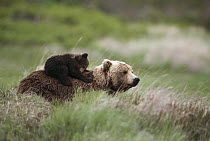 Grizzly Bear (Ursus arctos horribilis) mother and cub in green grass, Alaska