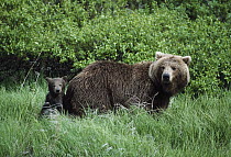 Grizzly Bear (Ursus arctos horribilis) mother and cub in green grass, Alaska