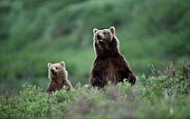 Grizzly Bear (Ursus arctos horribilis) mother and cub standing in green foliage, Alaska