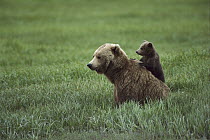 Grizzly Bear (Ursus arctos horribilis) mother and cub, Alaska
