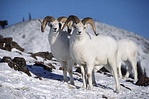 Dall's Sheep (Ovis dalli) group on snowy hillside, Alaska