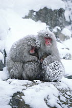 Japanese Macaque (Macaca fuscata) group huddling for warmth, Japan