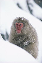 Japanese Macaque (Macaca fuscata) portrait in snow, Japan