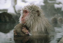 Japanese Macaque (Macaca fuscata) mother nursing young, Japan