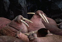 Pacific Walrus (Odobenus rosmarus divergens) colony, Round Island, Alaska
