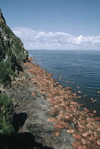 Pacific Walrus (Odobenus rosmarus divergens) colony gathered on shoreline at base of cliff, Round Island, Alaska