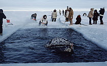 Gray Whale (Eschrichtius robustus) in rescue attempt by Native Eskimos, Alaska