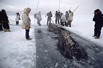 Gray Whale (Eschrichtius robustus) pair in rescue attempt by Native Eskimos, Alaska