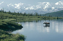 Alaska Moose (Alces alces gigas) in Wonder Lake, Denali National Park and Preserve, Alaska