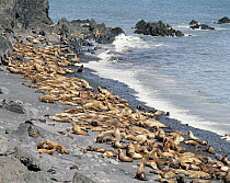 Steller's Sea Lion (Eumetopias jubatus) group on shoreline, Alaska