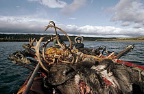 Inuits in motorboat with harvested Caribou (Rangifer tarandus) carcasses, Alaska