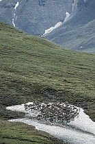 Caribou (Rangifer tarandus) of the Porcupine Herd crowding on tundra ice patch to avoid mosquitoes, Arctic National Wildlife Refuge, Alaska