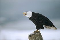 Bald Eagle (Haliaeetus leucocephalus) calling from perch, Alaska