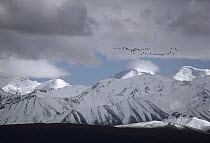 Sandhill Crane (Grus canadensis) flock flying during migration, Alaska