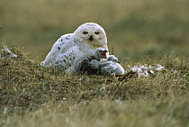 Snowy Owl (Nyctea scandiaca) parent and chicks at tundra nest, Alaska
