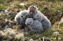 Snowy Owl (Nyctea scandiaca) chicks in nest, Alaska
