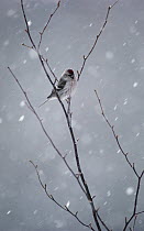Common Redpoll (Carduelis flammea) perching on branch in a snowstorm, Alaska