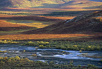 Autumn tundra, Denali National Park and Preserve, Alaska
