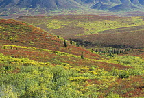 Autumn colored tundra, Denali National Park and Preserve, Alaska