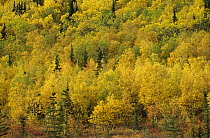 Autumn colored forest, Alaska