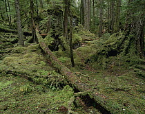 Temperate rainforest vegetation, Tongass National Forest, Alaska