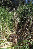 Mule Deer (Odocoileus hemionus) fawn camouflaged in grass, Alaska
