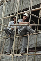 Bamboo (Dendrocalamus sp) scaffolding, assembled by construction workers, used in building skyscrapers, Hong Kong, China
