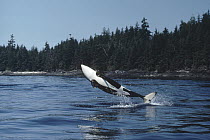 Orca (Orcinus orca) breaching, British Columbia, Canada
