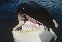 Orca (Orcinus orca) portrait, North America