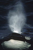 Orca (Orcinus orca) surfacing, British Columbia, Canada