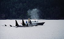 Orca (Orcinus orca) resident pod A-5 observed by researchers Mike Bigg and Graeme Ellis, Vancouver Island, British Columbia, Canada