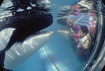 Orca (Orcinus orca) watched by children through glass, Sea World, San Diego, California