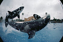 Orca (Orcinus orca) pair performing at Sea World, San Diego, California