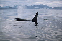 Orca (Orcinus orca) surfacing, Johnstone Strait, British Columbia, Canada