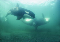 Orca (Orcinus orca) pair from resident pod A-5 at rubbing beach, Johnstone Strait, British Columbia, Canada