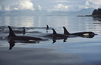 Orca (Orcinus orca) group, Johnstone Strait, British Columbia, Canada