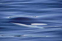 Orca (Orcinus orca) just below water surface, British Columbia, Canada