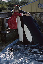Orca (Orcinus orca) embraced by girl, Sea World, San Diego, California